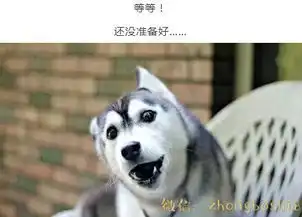  哈士奇打喷嚏的照片,可以拿去辟邪了