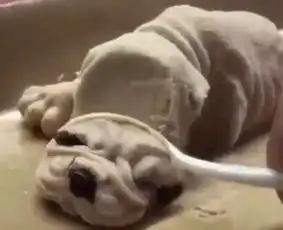  狗狗看见主人一勺子下去,狗头没了,大黑狗的表情亮了