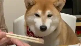  日本柴犬吃西瓜