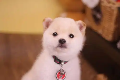  柴犬鼻子发干的原因是什么影响健康吗