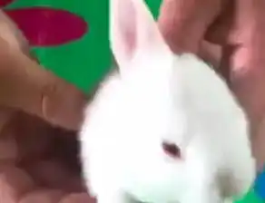 奇怪抚顺惊现一只独耳兔 奇怪抚顺惊现一只独耳兔