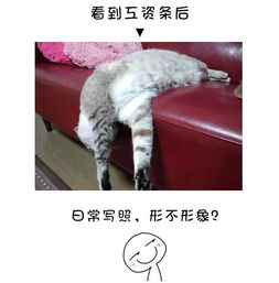  项目部日常表情大全,太形象了