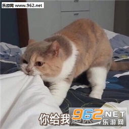  忘了他吧我卖萌养你表情包微信猫咪卖萌表情包下载乐游网游戏下载