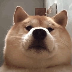 老婆你真棒动态表情包克