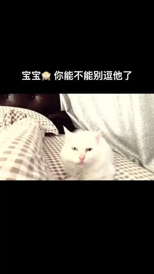 kino猫表情包硬核