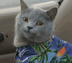 搞笑动图猫爪乱舞,别以为我好欺负