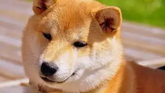  cf新枪体验