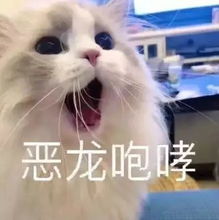 动漫猫咪卖萌表情包亲我