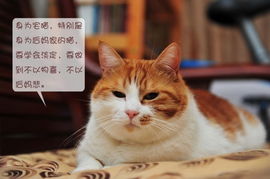动漫猫咪卖萌表情包小老