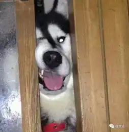  哈士奇哈士奇哈士奇最蠢的果然还是你