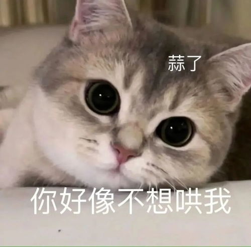  杯伤丨第787期喵表情包