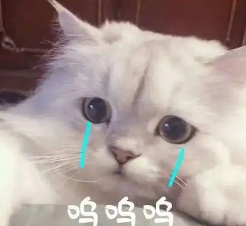  猫竟然也会有脚臭这味道属实辣眼睛啊