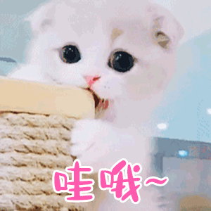  夸某人厉害的表情包gif这也太厉害了,不愧是我的狗