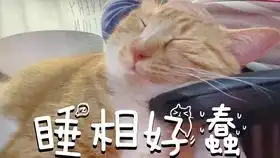 天冷了,腿上会长不停呼噜的橘猫