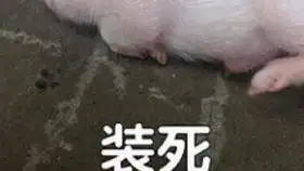  bej48张羽涵直播弹幕烧录版20190418晚桑好
