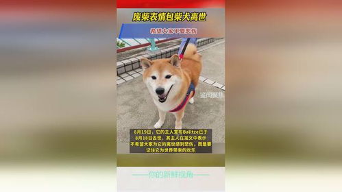柴犬接住的表情包废柴