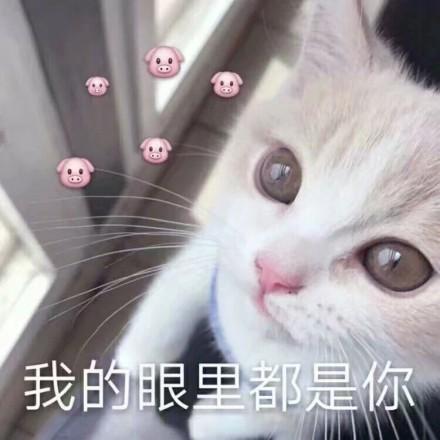  表情包软萌猫咪撒娇卖萌系列软妹必备
