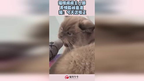  猫咪闻闻主人脚,表情瞬间崩溃,猫今天这味正
