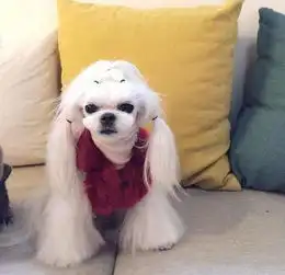柴犬荡秋千表情包gif摇