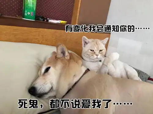 沙雕喵星人汪星人的表情包,你是要笑死我 沙雕喵星人汪星人的表情包,你是要笑死我