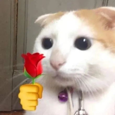  猫咪头拿花表情包合集