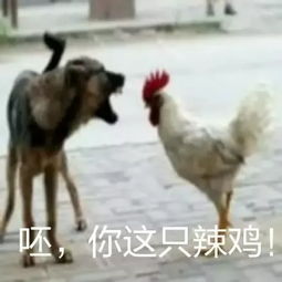  鸡年当然要用鸡的表情包啦