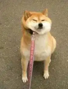 小黄脸表情包花棉袄秋田