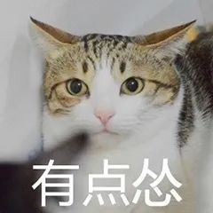  一只猫可以怂到什么地步