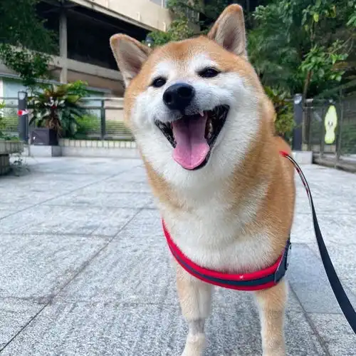  网络知名柴犬cheems去世,网友原来用的表情包是它