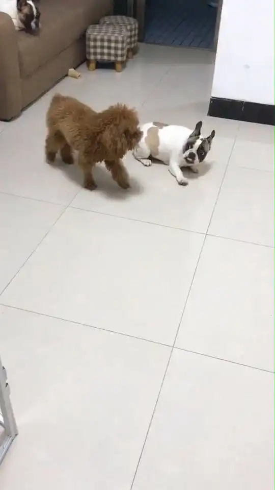  斗牛犬抢泰迪的狗粮,被小泰迪一招打认怂,搞怪表情笑哭网友
