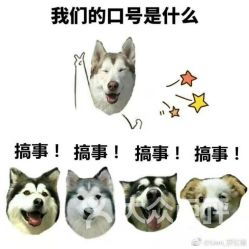 各种网站的表情包狗狗