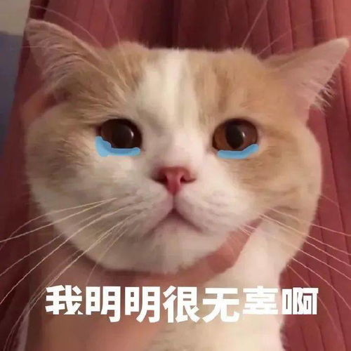  猫猫表情包大合集,一整周都不用打字啦
