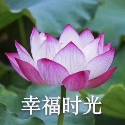 荷花表情符号微信