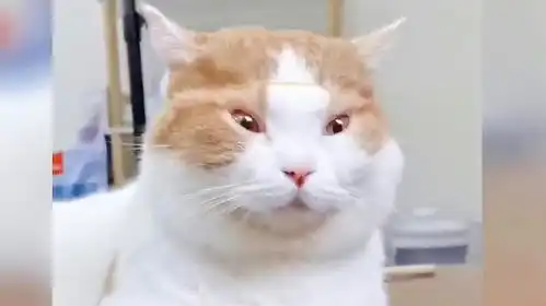 max问号脸表情包猫咪