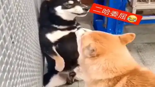  二哈和柴犬吵架,吵不过就秒怂,下一幕这求饶方式真逗