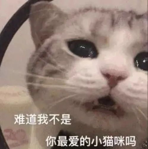  狸花冒充狸白四个月未被发现,真公主还是假千金替身猫麻麻,你在说什么人家听不懂