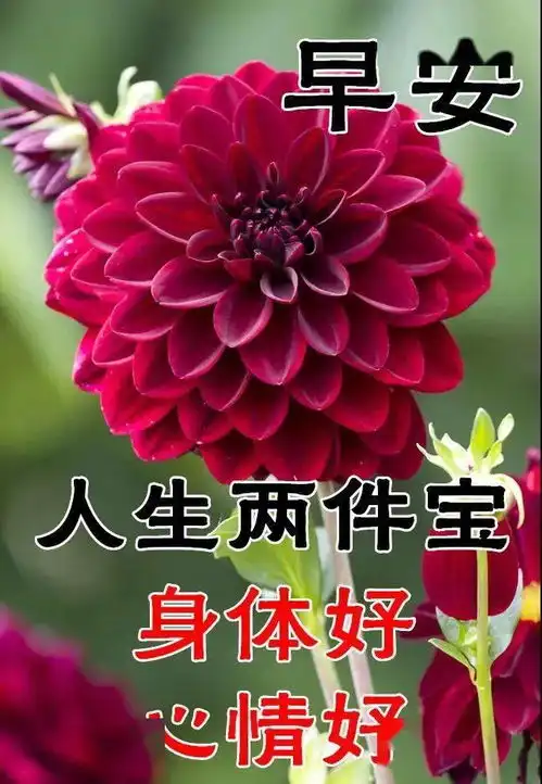  8张最新特别漂亮早安问候祝福鲜花图片免打字聊天的冬日早上好问候祝福图片鲜花带字
