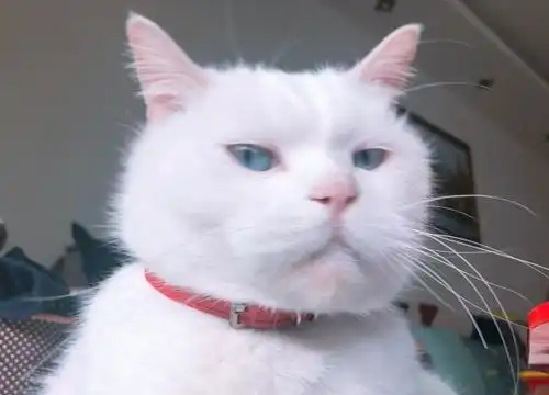  高冷猫咪合集恶龙咆哮,猫咪简直就是上天送给我们的天使