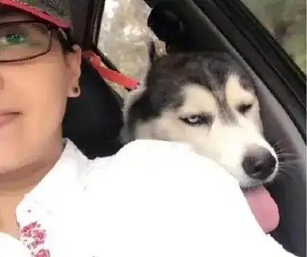 狗头表情包原型蓝翔