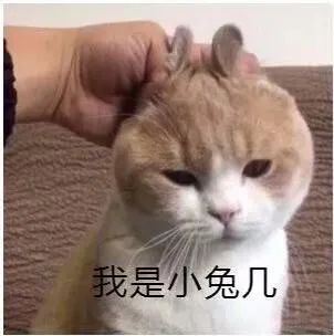 猫咪表情包,好可爱,我心都要化了
