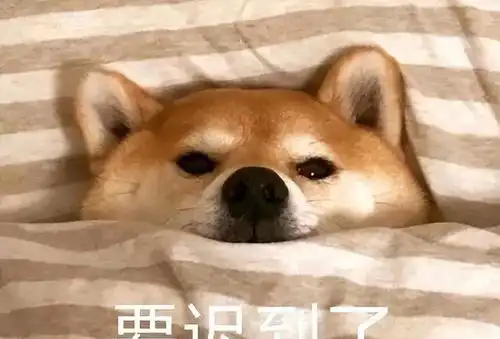 安全帽图片表情包狗狗