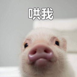  豹纹陆龟开始爆白