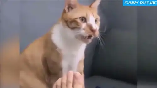  猫咪把鼻子放到主人的脚旁边,好像闻到了什么,突然变了表情
