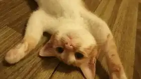  坏人为什么要吵醒小猫咪