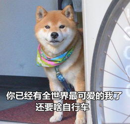 柴犬接住的表情包兄贵
