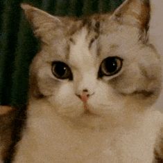  网红猫咪泡芙表情包二十二