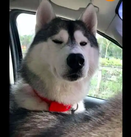  哈士奇上车后把换挡杆给咬坏了,还一脸不屑的表情你该换车了