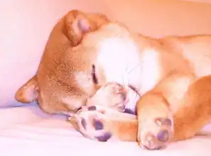 那个火遍朋友圈的单身狗,终于脱单了