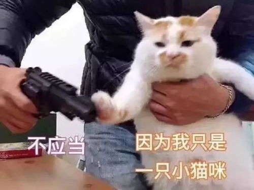  单身狗建相亲网站,能搜出来的男性都是他自己