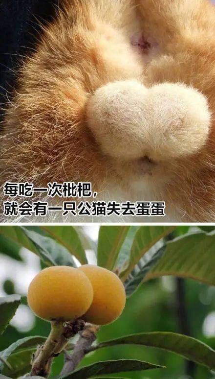  臭流氓成性,可怕丨第108期表情包